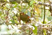 Red-faced Liocichla, Deothang, Samdrup Jongkhar, Bhutan, April 2008 - click for larger image