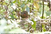 Red-faced Liocichla, Deothang, Samdrup Jongkhar, Bhutan, April 2008 - click for larger image