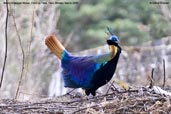 Male Himalayan Monal, Cheli La, Paro, Bhutan, March 2008 - click for larger image