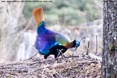 Male Himalayan Monal, Cheli La, Paro, Bhutan, March 2008 - click for larger image