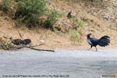 Female and Male Kalij Pheasant, Cheli La, Paro, Bhutan, March 2008 - click for larger image