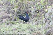 Male Kalij Pheasant, Kori La, Mongar, Bhutan, April 2008 - click for larger image