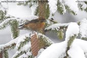 Male Red Crossbill, Thrumsing La, Mongra, Bhutan, April 2008 - click for larger image