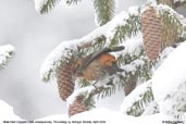 Male Red Crossbill, Thrumsing La, Mongra, Bhutan, April 2008 - click for larger image