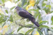 Barred Cuckoo-dove, Lingmethang Road, Mongar, Bhutan, April 2008 - click for larger image