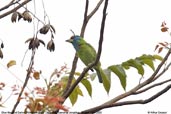 Blue-throated Barbet, Deothang, Samdrup Jongkhar, Bhutan, April 2008 - click for larger image