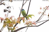 Blue-throated Barbet, Deothang, Samdrup Jongkhar, Bhutan, April 2008 - click for larger image