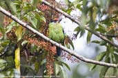 Golden-throated Barbet, Shemgang, Bhutan, March 2008 - click for larger image