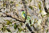 Golden-throated Barbet, Deothang, Samdrup Jongkhar, Bhutan, April 2008 - click for larger image