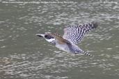 Female Crested Kingfisher, Pho Chu River, Punakha, Bhutan, March 2008 - click for larger image