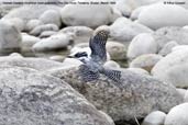 Female Crested Kingfisher, Pho Chu River, Punakha, Bhutan, March 2008 - click for larger image