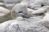 Female Crested Kingfisher, Pho Chu River, Punakha, Bhutan, March 2008 - click for larger image