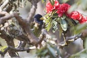 Great Barbet, Pele La, Wangdue Phodrang, Bhutan, March 2008 - click for larger image