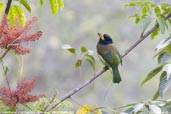 Great Barbet, Shemgang, Bhutan, April 2008 - click for larger image