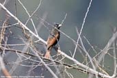 Male Crested Bunting, Shemgang, Bhutan, March 2008 - click for larger image