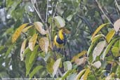 Sultan Tit, Lingmethang Road, Mongar, Bhutan, April 2008 - click for larger image