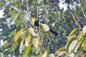 Sultan Tit, Lingmethang Road, Mongar, Bhutan, April 2008 - click for larger image