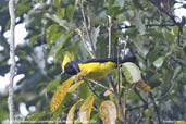 Sultan Tit, Lingmethang Road, Mongar, Bhutan, April 2008 - click for larger image