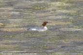 Female Goosander, Paro, Bhutan, March 2008 - click for larger image