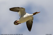 Female Goosander, Paro, Bhutan, March 2008 - click for larger
 image