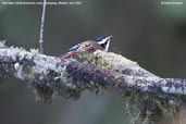 Red-tailed Minla, Tashigang, Bhutan, April 2008 - click for larger image