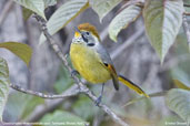 Chestnut-tailed Minla, Tashigang, Bhutan, April 2008 - click for larger image