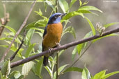 Male Blue-capped Rock-thrush, Shemgang, Bhutan, March 2008 - click for larger image