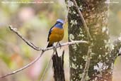 Male Blue-capped Rock-thrush, Shemgang, Bhutan, March 2008 - click for larger image