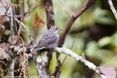 Female Blue-capped Rock-thrush, Shemgang, Bhutan, March 2008 - click for larger image