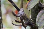 Female Blue-capped Rock-thrush, Shemgang, Bhutan, March 2008 - click for larger image