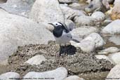 White Wagtail, Paro, Bhutan, March 2008 - click for larger image