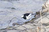 White Wagtail, Paro, Bhutan, March 2008 - click for larger image