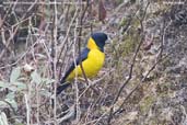 Male Collared Grosbeak, Yutang La, Bumthang, Bhutan, April 2008 - click for larger image