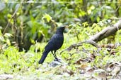 Blue Whistling-thrush, Mo Chu River, Punakha, Bhutan, March 2008 - click for larger image