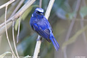 Male Small Niltava, Lingmethang Road, Mongar, Bhutan, April 2008 - click for larger image