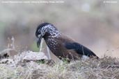 Eurasian Nutcracker, Yutang La, Bumthang, Bhutan, April 2008 - click for larger image