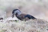 Eurasian Nutcracker, Yutang La, Bumthang, Bhutan, April 2008 - click for larger image