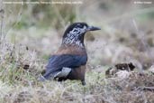 Eurasian Nutcracker, Yutang La, Bumthang, Bhutan, April 2008 - click for larger image