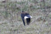 Eurasian Nutcracker, Yutang La, Bumthang, Bhutan, April 2008 - click for larger image