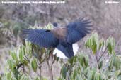 Eurasian Nutcracker, Yutang La, Bumthang, Bhutan, April 2008 - click for larger image