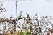 Blue-bearded Bee-eater, Lingmethang Road, Mongar, Bhutan, April 2008 - click for larger image