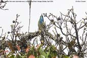 Blue-bearded Bee-eater, Lingmethang Road, Mongar, Bhutan, April 2008 - click for larger image