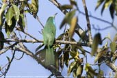 Blue-bearded Bee-eater, Lingmethang Road, Mongar, Bhutan, April 2008 - click for larger image