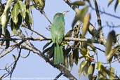 Blue-bearded Bee-eater, Lingmethang Road, Mongar, Bhutan, April 2008 - click for larger image