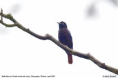 Male Maroon Oriole, Shemgang, Bhutan, April 2008 - click for larger image