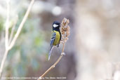 Green-backed Tit, Drugyel Dzong, Paro, Bhutan, March 2008 - click for larger image