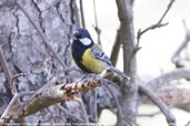 Green-backed Tit, Drugyel Dzong, Paro, Bhutan, March 2008 - click for larger image