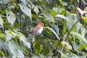 Greater Rufous-headed Parrotbill, Lingmethang Road, Mongar, Bhutan, April 2008 - click for larger image