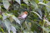 Greater Rufous-headed Parrotbill, Lingmethang Road, Mongar, Bhutan, April 2008 - click for larger image