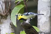 Yellow-cheeked Tit, Shemgang, Bhutan, April 2008 - click for larger image